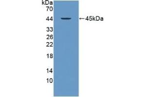 Detection of Recombinant PRM2, Human using Polyclonal Antibody to Protamine 2 (PRM2) (PRM2 抗体  (AA 2-100))