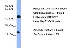 WB Suggested Anti-OPN1MW  Antibody Titration: 0. (OPN1MW 抗体  (C-Term))