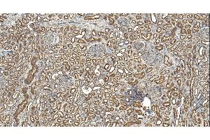 (ABIN185075) (5 μg/mL) staining of paraffin embedded Human Kidney.