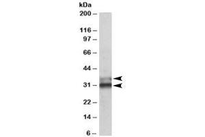 Western blot testing of human colon lysate with ETFA antibody at 0. (ETFA 抗体)