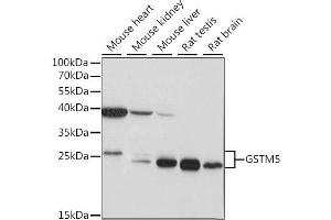 Western blot analysis of extracts of various cell lines, using GSTM5 antibody (ABIN7267445) at 1:1000 dilution. (GSTM5 抗体  (C-Term))