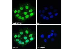 Immunofluorescence (IF) image for anti-Hexamethylene Bis-Acetamide Inducible 1 (HEXIM1) (C-Term) antibody (ABIN334418)