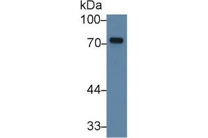 Western Blot; Sample: Human K562 cell lysate; Primary Ab: 3µg/ml Rabbit Anti-Human TXLNa Antibody Second Ab: 0. (alpha Taxilin 抗体  (AA 328-531))