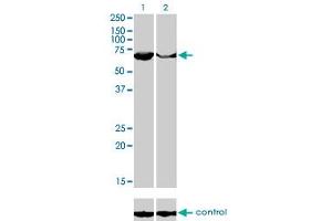 Western blot analysis of PAPSS2 over-expressed 293 cell line, cotransfected with PAPSS2 Validated Chimera RNAi (Lane 2) or non-transfected control (Lane 1).