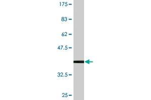 Western Blot detection against Immunogen (36. (NUP43 抗体  (AA 281-380))