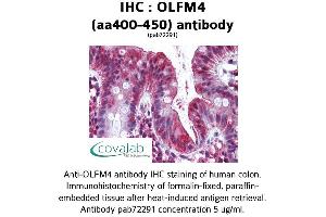 Image no. 1 for anti-Olfactomedin 4 (OLFM4) (AA 400-450) antibody (ABIN1737639) (Olfactomedin 4 抗体  (AA 400-450))
