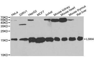 Western blot analysis of extracts of various cell lines, using LSM4 antibody (ABIN5973492) at 1/1000 dilution. (LSM4 抗体)