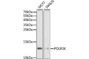 Western blot analysis of extracts of various cell lines, using POLR3K antibody. (POLR3K 抗体  (AA 1-108))