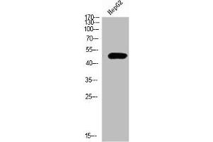 Western Blot analysis of HEPG2 cells using TRAF1 Polyclonal Antibody diluted at 1:500. (TRAF1 抗体  (AA 191-240))