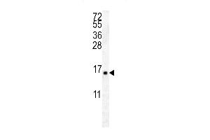 HIST2H2 Antibody (C-term) (ABIN657882 and ABIN2846837) western blot analysis in K562 cell line lysates (35 μg/lane). (HIST2H2AA4 抗体  (C-Term))