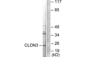 Western Blotting (WB) image for anti-Claudin 3 (CLDN3) (C-Term) antibody (ABIN1848459) (Claudin 3 抗体  (C-Term))