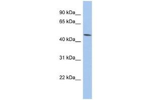 PTGER3 antibody used at 1 ug/ml to detect target protein. (PTGER3 抗体)