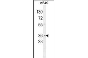 GNAT3 Antibody (Center) (ABIN654441 and ABIN2844175) western blot analysis in A549 cell line lysates (35 μg/lane). (GNAT3 抗体  (AA 78-105))