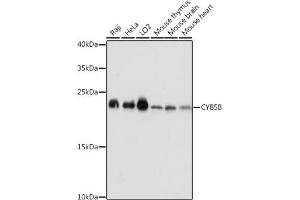 Western blot analysis of extracts of various cell lines, using CYB5B antibody (ABIN7266632) at 1:1000 dilution. (CYB5B 抗体  (AA 16-150))