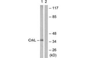 Western blot analysis of extracts from 293 cells, using CrkL (Ab-207) Antibody. (CrkL 抗体  (AA 173-222))