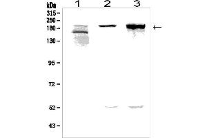 Western blot analysis of AGRN using anti-AGRN antibody (ABIN7600387). (AGRN 抗体  (AA 1864-2068))