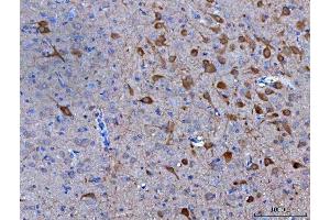 anti-Neuromedin S (NMS) (AA 36-144) antibody