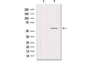 Western blot analysis of extracts from Mouse muscle, using CHRNG Antibody. (CHRNG 抗体  (N-Term))