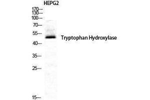 Western Blotting (WB) image for anti-Tryptophan Hydroxylase 1 (TPH1) (Tyr223) antibody (ABIN3187313) (Tryptophan Hydroxylase 1 抗体  (Tyr223))