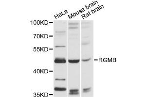Western blot analysis of extracts of various cell lines, using RGMB antibody (ABIN6290874) at 1:3000 dilution. (RGMB 抗体)