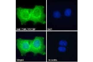Immunofluorescence (IF) image for anti-Cytohesin 1 Interacting Protein (CYTIP) (N-Term) antibody (ABIN184711)