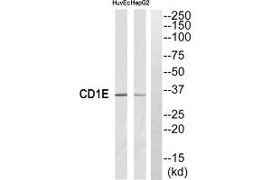 Western blot analysis of extracts from HuvEc cells and HepG2 cells, using CD1E antibody. (CD1e 抗体  (Internal Region))