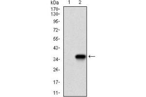 Western Blotting (WB) image for anti-Twist Homolog 1 (Drosophila) (TWIST1) (AA 9-74) antibody (ABIN1842915)