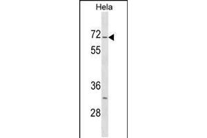 Western blot analysis in Hela cell line lysates (35ug/lane). (STK3 抗体  (C-Term))
