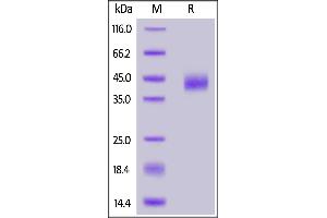 Fed Human CD38, His Tag on  under reducing (R) condition.