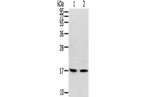 Western Blotting (WB) image for anti-Ribosomal Protein, Large, p1 (RPLP1) antibody (ABIN2424109) (RPLP1 抗体)