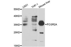 Western blot analysis of extracts of various cell lines, using FCGR2A antibody. (FCGR2A 抗体)