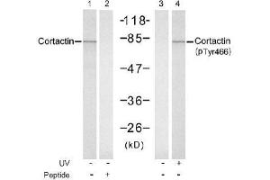 Image no. 1 for anti-Cortactin (CTTN) (pTyr466) antibody (ABIN197036) (Cortactin 抗体  (pTyr466))