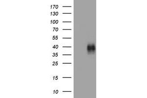 Image no. 1 for anti-Tumor Necrosis Factor Receptor Superfamily, Member 9 (TNFRSF9) (AA 24-186) antibody (ABIN1491247) (CD137 抗体  (AA 24-186))