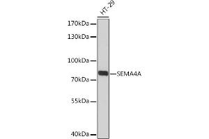 Western blot analysis of extracts of HT-29 cells, using SEMA Rabbit pAb (ABIN7270199) at 1:3000 dilution. (Sema4a 抗体  (AA 320-580))