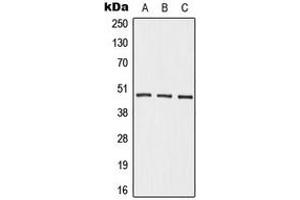 Western blot analysis of Beta-2 Adrenergic Receptor expression in HepG2 (A), mouse kidney (B), rat kidney (C) whole cell lysates.