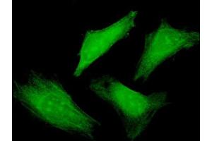 Immunofluorescence of purified MaxPab antibody to BRUNOL4 on HeLa cell. (CELF4 抗体  (AA 1-484))