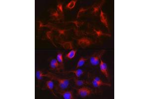 Immunofluorescence analysis of U-251MG cells using METTL7B Rabbit pAb (ABIN6128288, ABIN6143779, ABIN6143781 and ABIN6223026) at dilution of 1:100 (40x lens). (METTL7B 抗体  (AA 55-244))
