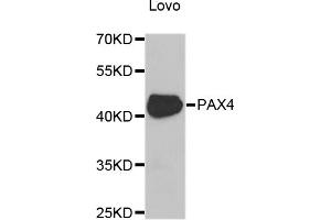 Western blot analysis of extracts of Lovo cells, using PAX4 antibody (ABIN5975374) at 1/1000 dilution. (PAX4 抗体)