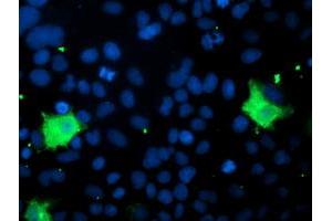 Image no. 3 for anti-Pyridoxamine 5'-Phosphate Oxidase (PNPO) antibody (ABIN1500319) (PNPO 抗体)
