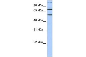 WB Suggested Anti-DLL4 Antibody Titration: 0. (DLL4 抗体  (N-Term))