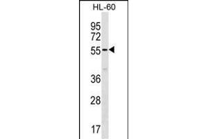 SM50 Antibody (Center) (ABIN1537915 and ABIN2838212) western blot analysis in HL-60 cell line lysates (35 μg/lane). (SAMM50 抗体  (AA 163-189))