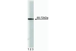 Western blot analysis of SHP2 (PTP1D) on a Jurkat cell lysate (Human T-cell leukemia, ATCC TIB-152). (PTPN11 抗体  (AA 1-177))