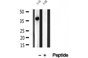 Western blot analysis of extracts of K-562 cells, using SGTA antibody. (SGTA 抗体  (C-Term))