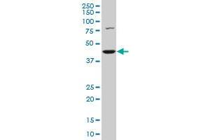 Western Blotting (WB) image for anti-COP9 Signalosome Complex Subunit 3 (COPS3) (AA 324-422) antibody (ABIN563673)