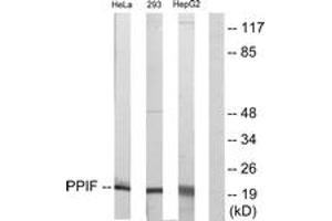 Western blot analysis of extracts from HepG2/HeLa/293 cells, using PPIF Antibody. (PPIF 抗体  (AA 86-135))