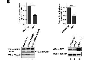 Western Blotting (WB) image for anti-DEAD (Asp-Glu-Ala-Asp) Box Polypeptide 39B (DDX39B) antibody (ABIN2855057)