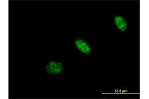 Immunofluorescence of purified MaxPab antibody to PRAF1 on HeLa cell. (POLR1E 抗体  (AA 1-419))