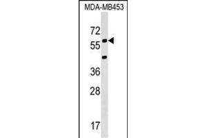 Western Blotting (WB) image for anti-Potassium Voltage-Gated Channel, Delayed-Rectifier, Subfamily S, Member 3 (KCNS3) (AA 1-30), (N-Term) antibody (ABIN1538821)