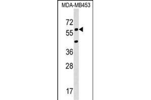 KCNS3 Antibody (N-term) (ABIN1538821 and ABIN2848962) western blot analysis in MDA-M cell line lysates (35 μg/lane). (KCNS3 抗体  (N-Term))