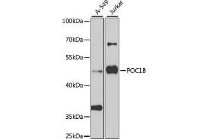 Western blot analysis of extracts of various cell lines, using POC1B antibody (ABIN6132854, ABIN6145868, ABIN6145869 and ABIN6223533) at 1:1000 dilution. (POC1B 抗体  (AA 299-478))